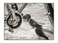 Las palomas y el pedal