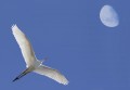 fly me to the moon ,,,,