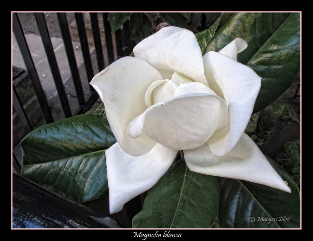 "Magnolia blanca" de Maria Cristina Silva