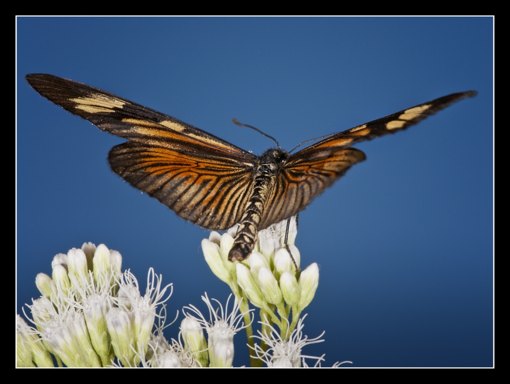 "Mariposa diurna" de Hctor Martn Tabuyo