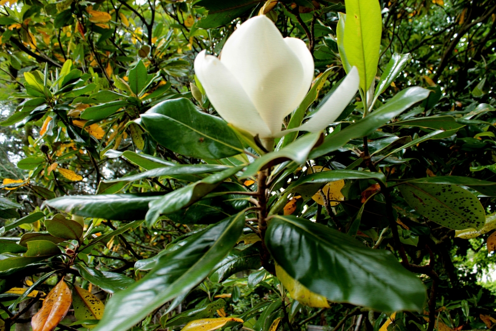 "Magnolia" de Eduardo Rene Cappanari