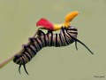 Oruga de mariposa monarca alimentndose