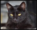 gato b...gato negro