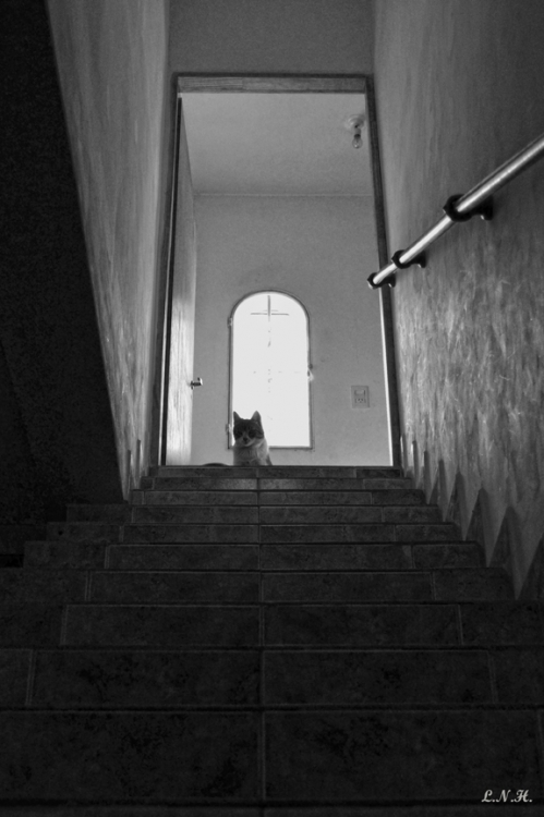 "Gato en la escalera" de Laura Noem Huizenga