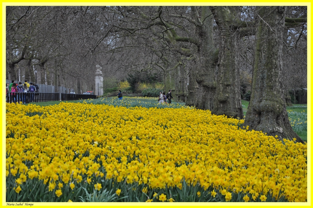 "Amarillos en el parque..." de Maria Isabel Hempe