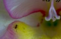 La hormiga en la flor...