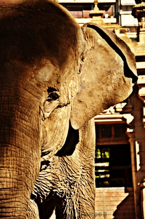 "Elefante" de Yanina Campos