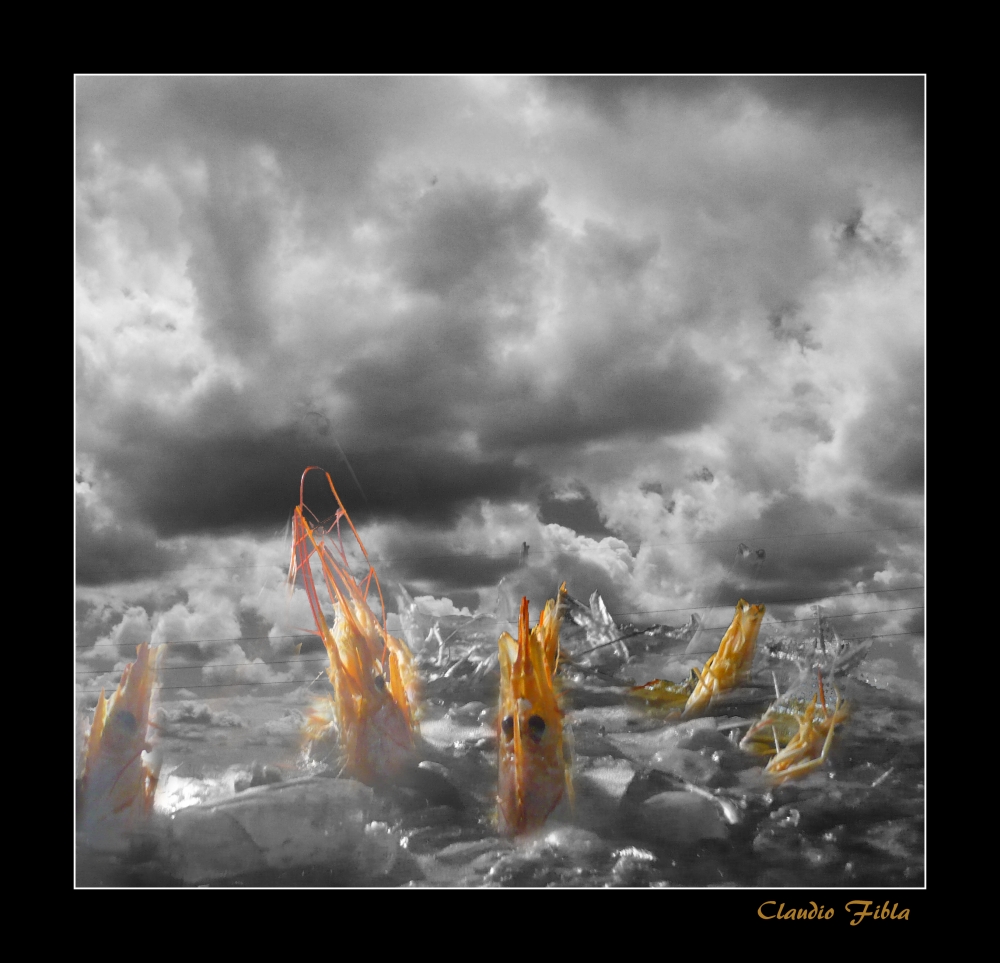 "`Frutos del mar`" de Claudio H. Fibla
