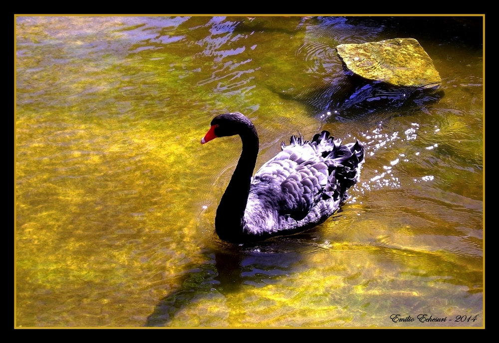 "Cisne negro" de Emilio Echesuri