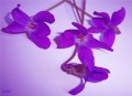 violetas para ti......