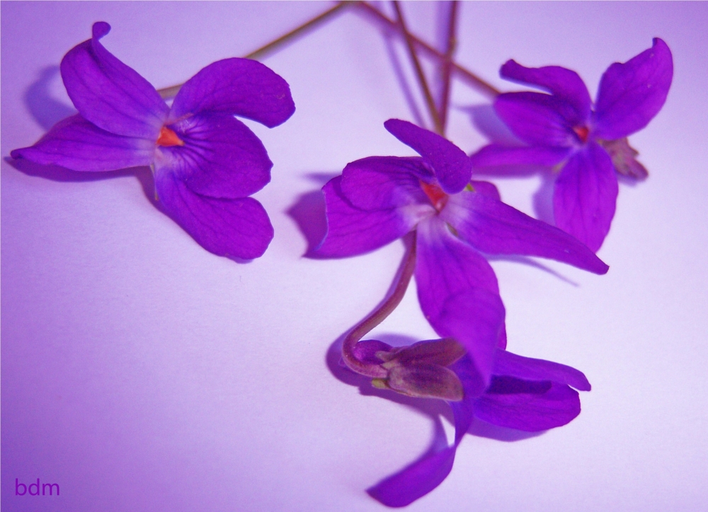 "violetas para ti......" de Beatriz Di Marzio