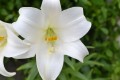 Delicada flor blanca