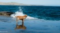el perro y el mar