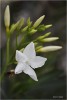 Blanca flor