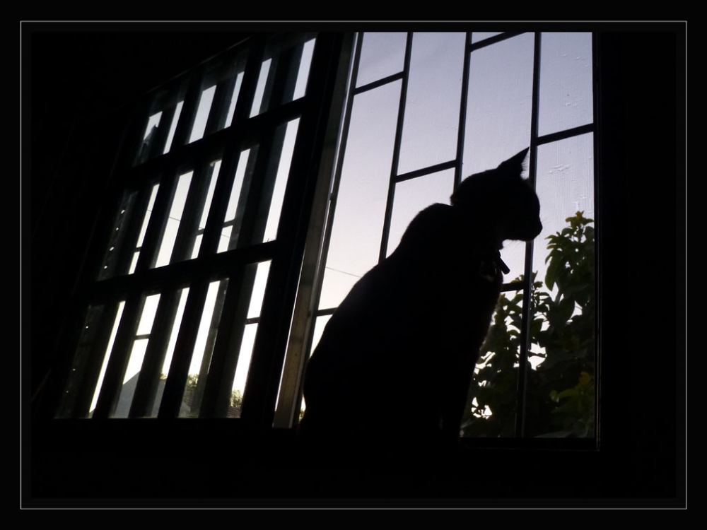 "Un gato en la ventana" de Mascarenhas Cmara. Juan de Brito