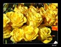 Rosas amarillas para ti