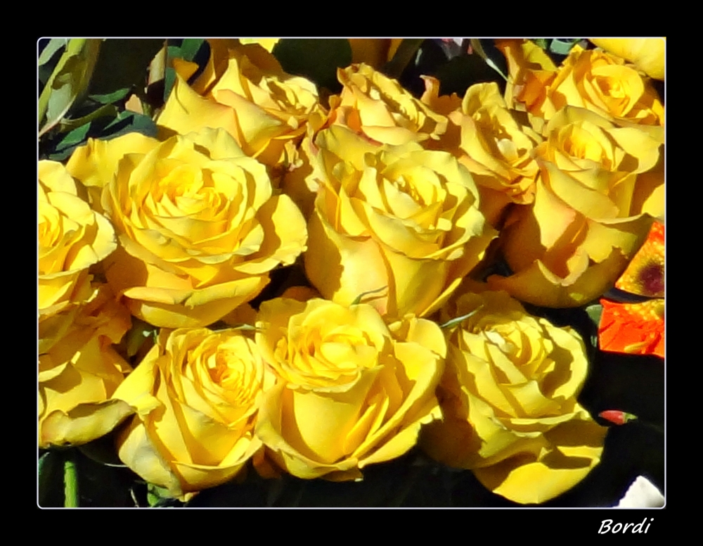 "Rosas amarillas para ti" de Fernando Bordignon