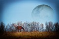 El caballo y la luna