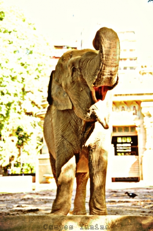 "Elefante" de Yanina Campos