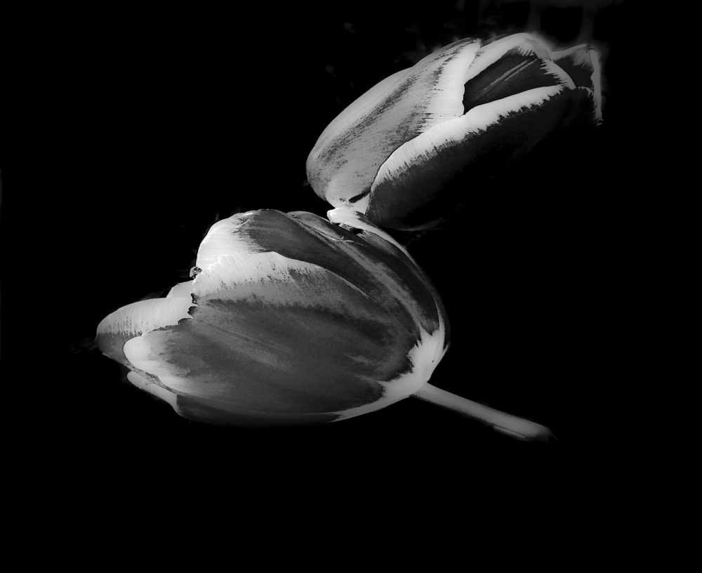 "Tulipanes" de Gaston E. Polese