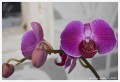 Phalaenopsis Purpura (Hibrid)