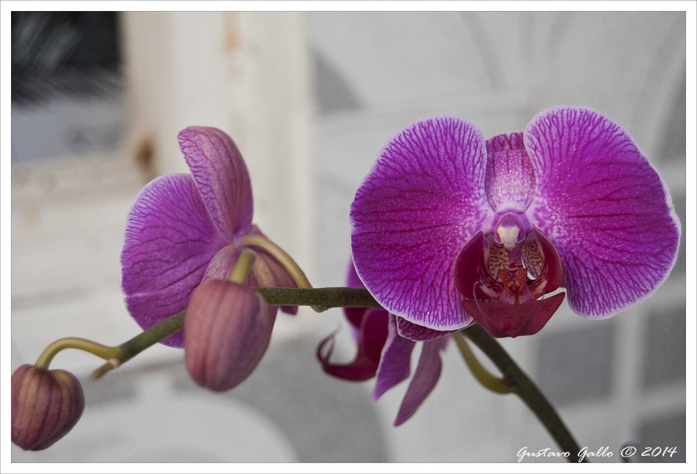 "Phalaenopsis Purpura (Hibrid)" de Gustavo Gallo