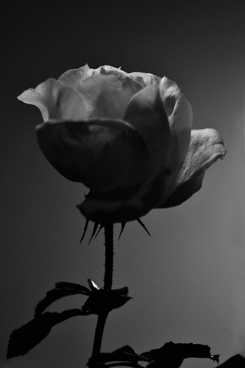 "Una rosa blanca" de Mercedes Orden