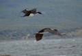 El vuelo de los cormoranes
