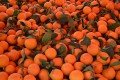 Naranjas de la feria