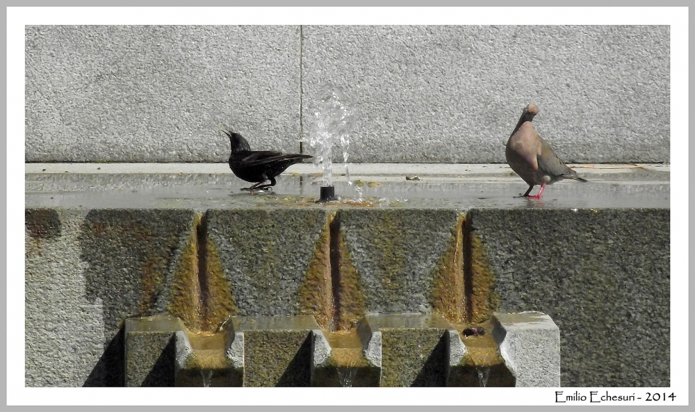 "Aves urbanas" de Emilio Echesuri