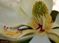 El ocaso de la magnolia
