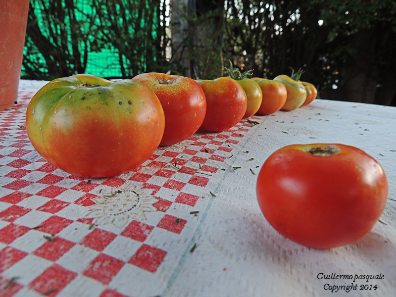 "cosecha de tomates" de Guillermo Daniel Pasquale