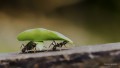 Hormigas: Apoyando al colega en la trepada