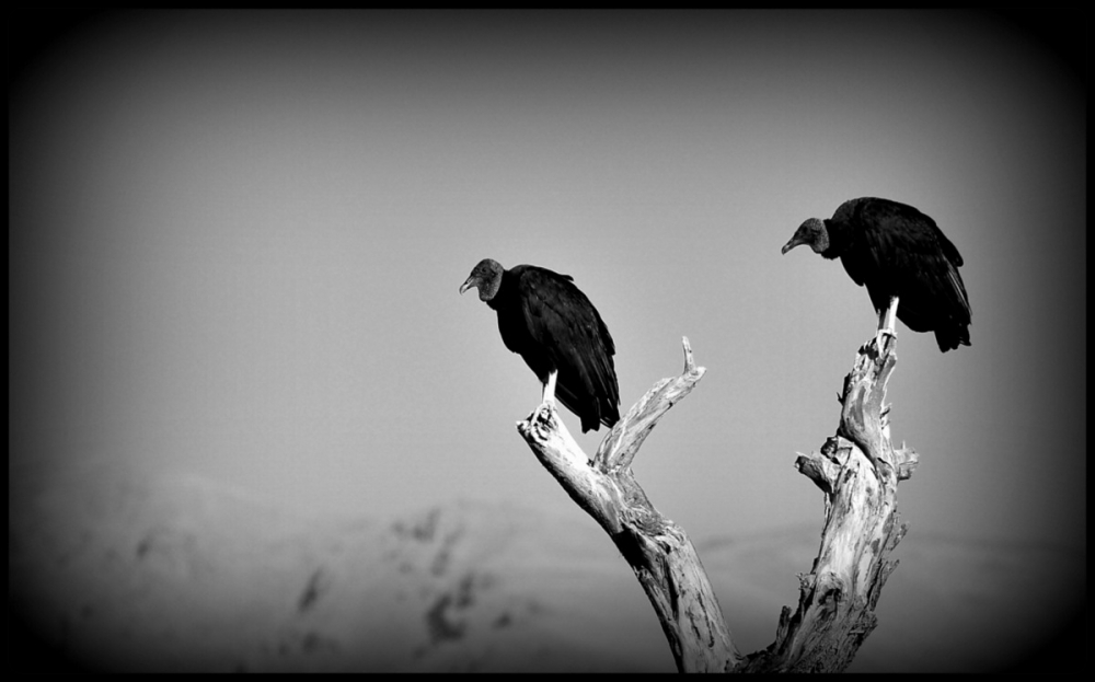 "Sueo con cuervos...." de Raquel Perazo