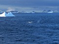WHALE ANTARTIC
