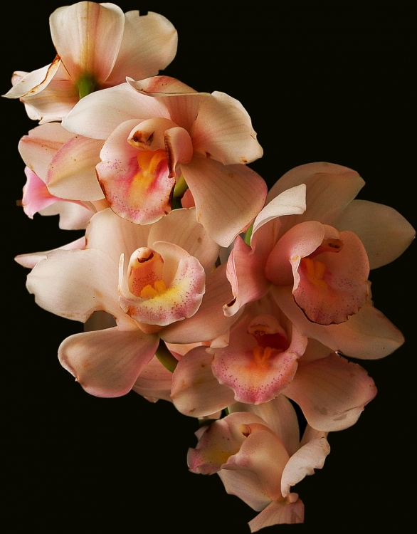 "Orquideas." de Beatriz Benger
