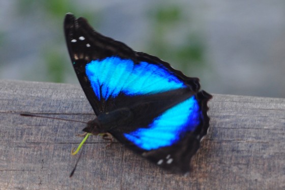 "Mariposa Azul" de Silvia Emilia Guerra