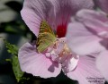 La Mariposa y la flor