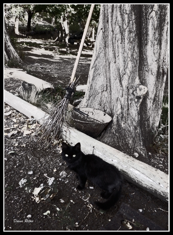 "Escoba y gato negro" de Diana Rojas