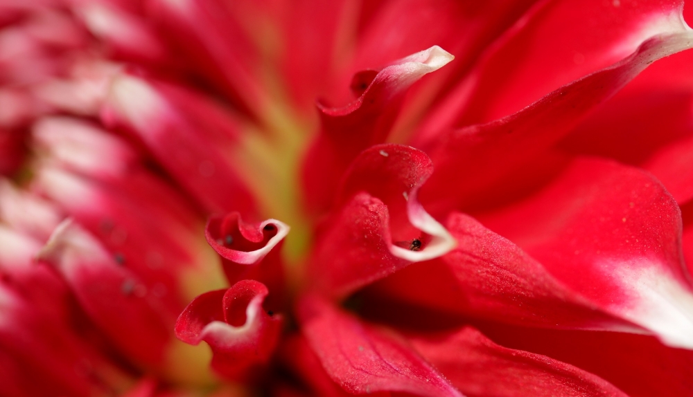 "la flor roja" de Alejandra Ruiz de Mendarozqueta