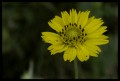 Flor silvestre amarilla