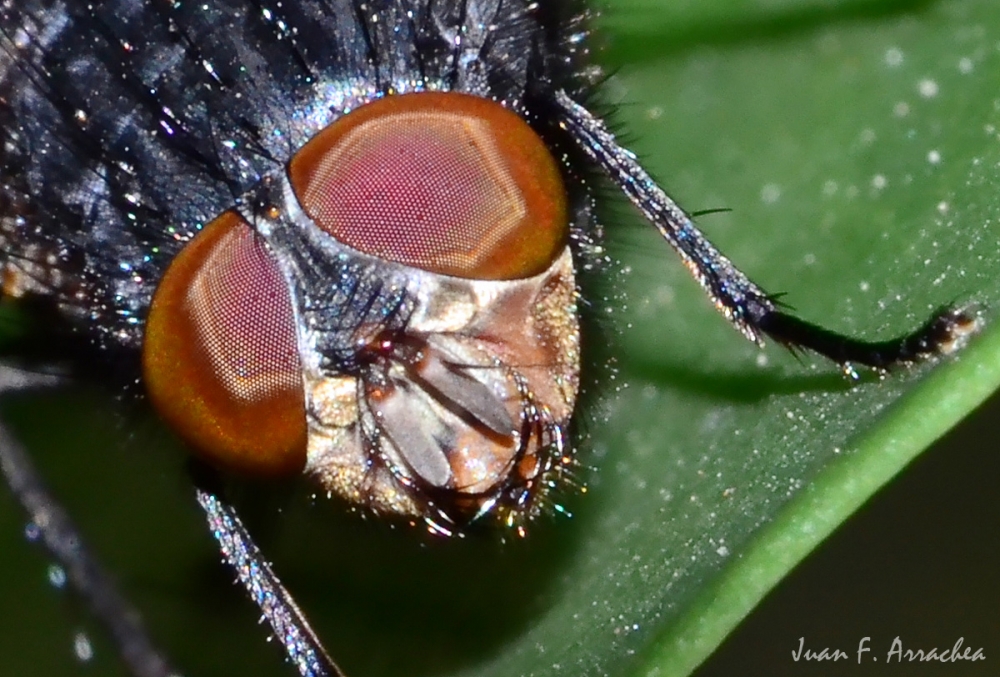 "retrato de mosca" de Juan Francisco Arrachea