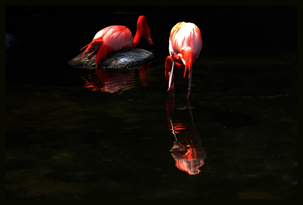 "espejos de cisnes" de Diego Gerardo Gonzalez