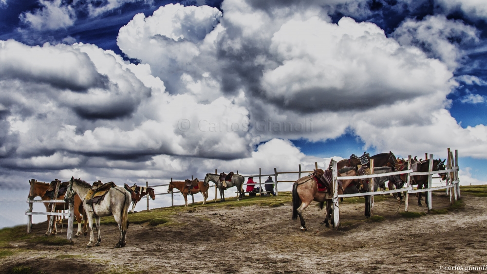 "Los buenos caballos van al cielo." de Carlos Gianoli