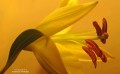 ESTAMBRES DE LILIUM ( Lilium Hibrido Asiatico )
