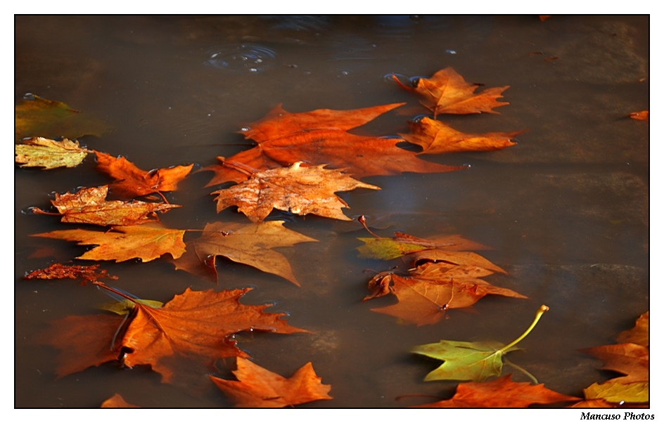 "Ya caen hojas....." de Andres Mancuso