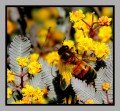 de abejas, flores y primaveras