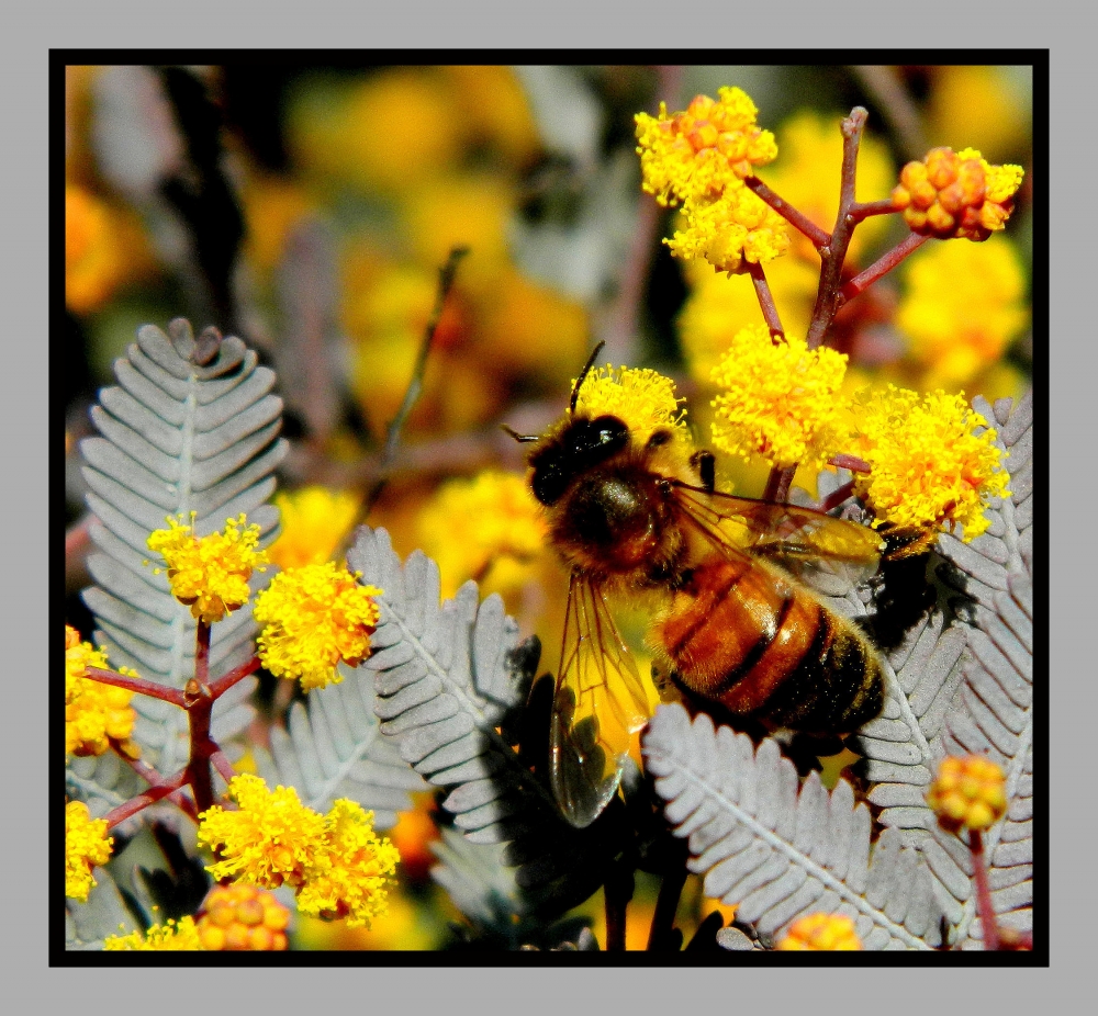 "de abejas, flores y primaveras" de Viviana Garca