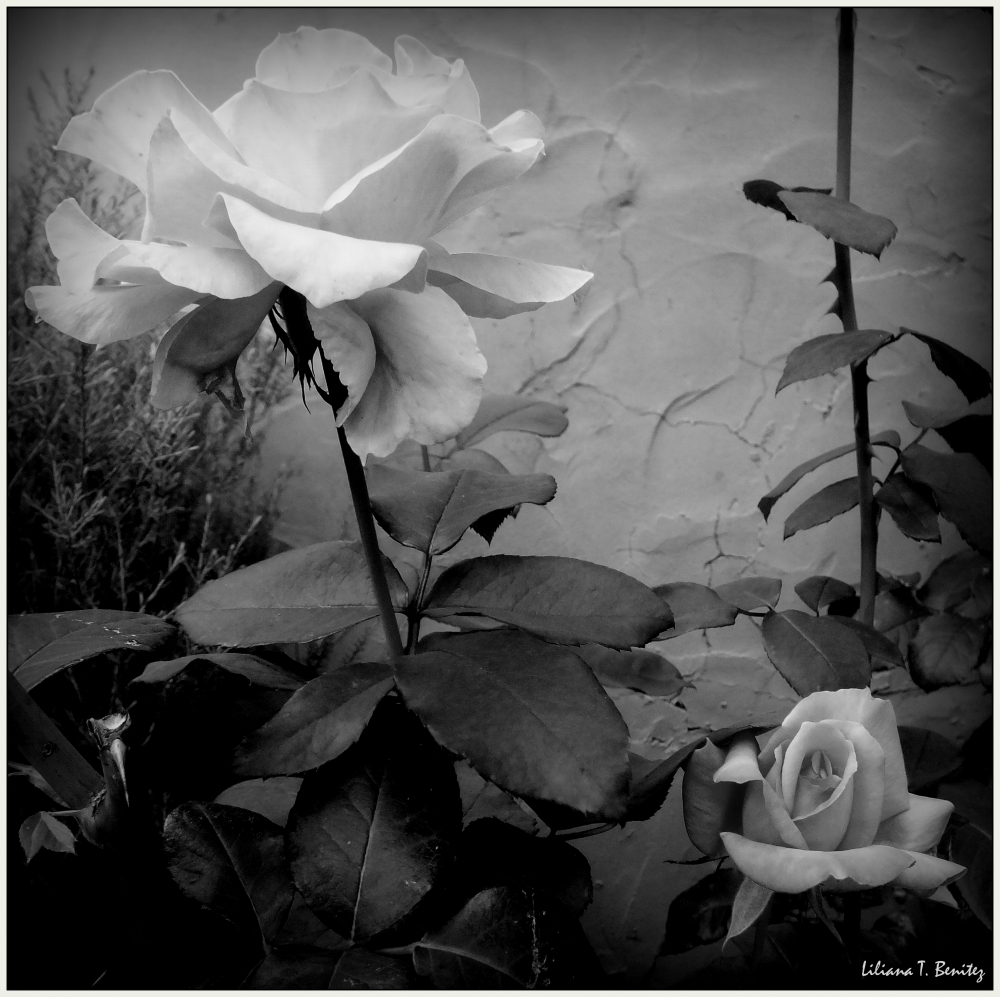 "Las Rosas de Victor..." de Liliana T. Benitez