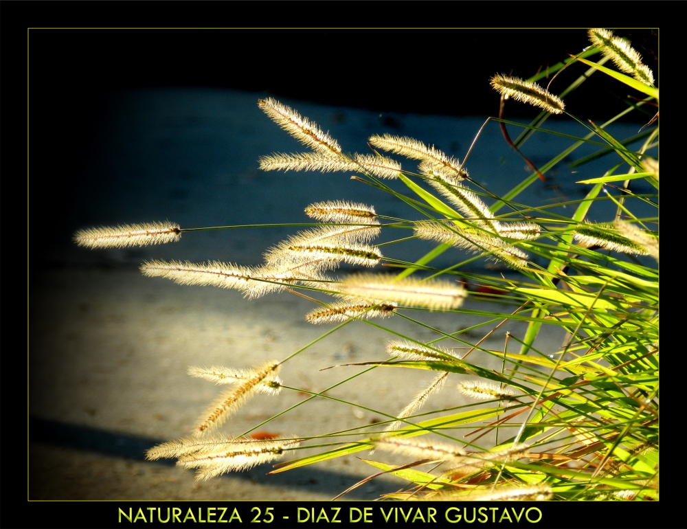 "Naturaleza 25 - Diaz De Vivar Gustavo" de Gustavo Diaz de Vivar